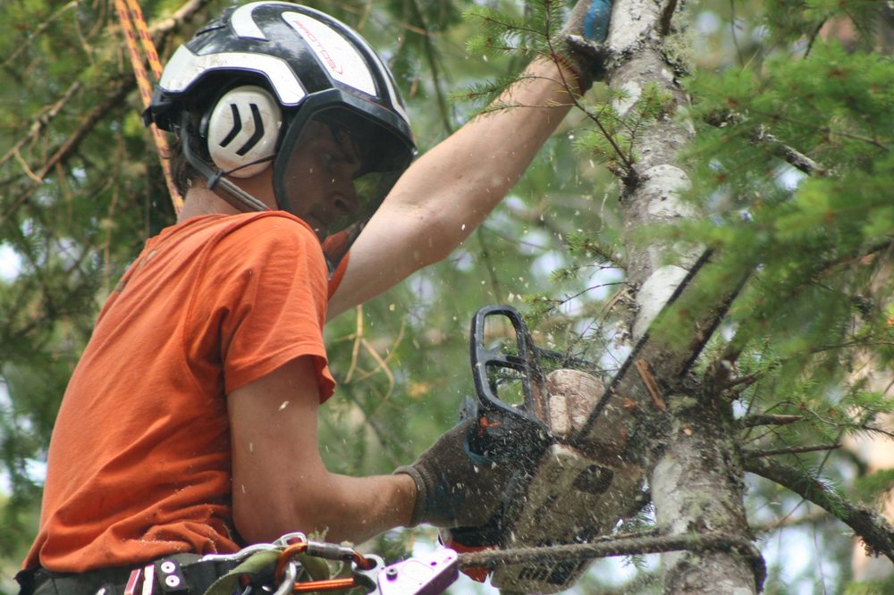 Expert tree pruning by skilled arborists, ensuring health and safety of trees in urban areas.